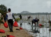 Walhi Babel-Komunitas Pecinta Lingkungan Tanam 2.500 Mangrove di Pantai Batu Beriga
