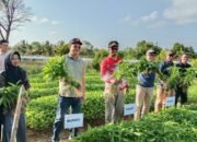 Panen Raya di Teluk Limau, Markus Apresiasi Poktan Tunas Baru